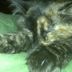 kitty of the day